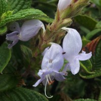 Strobilanthes viscosa var. viscosa (Arn. ex Nees) T.Anderson